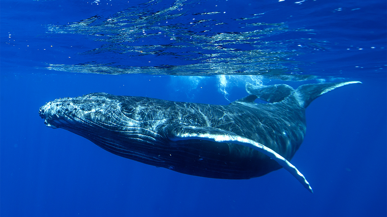 5 Majestic Whales And Then 1 Doofus Whale That Got Scuffed Up By A Boat ...