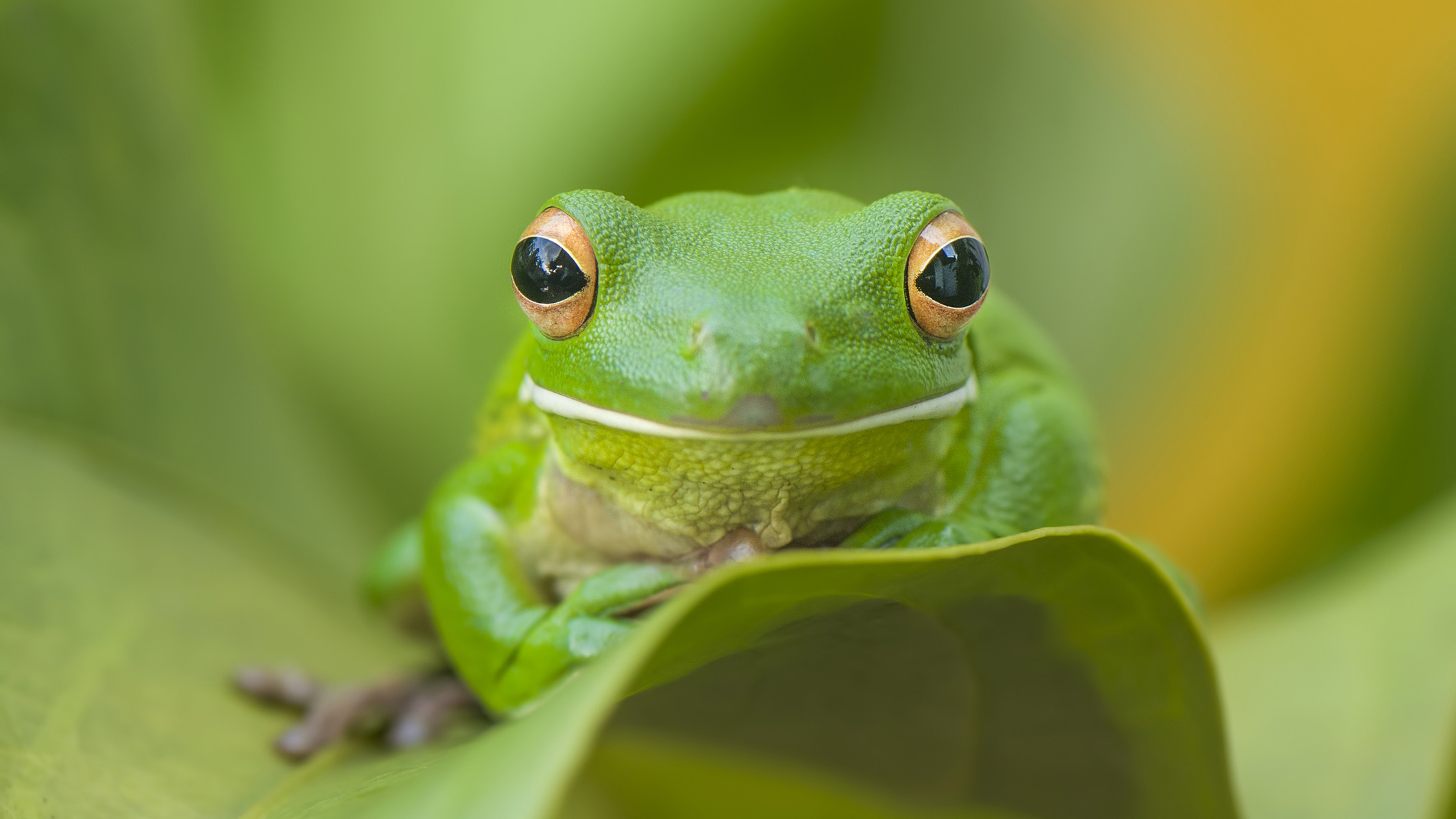 So Sexy These 6 Frogs Dont Even Have To Be Princes In Disguise To Get