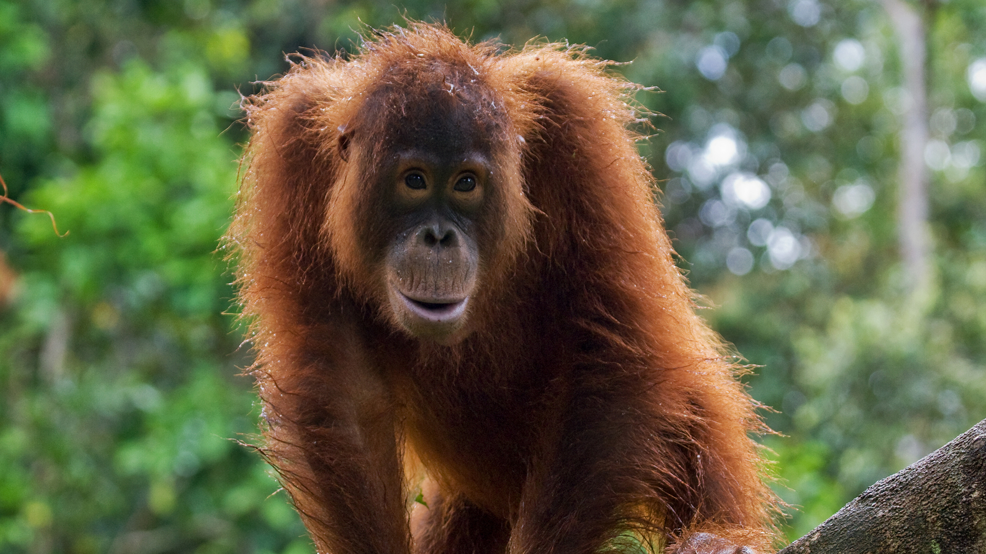 Go Ape! - Whoever put giant googly eyes in this tree –