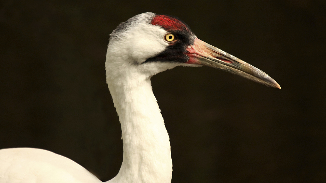 10 Pictures Of Whooping Cranes That We Swear You'll Find Adorable Once You Warm Up To Them ...