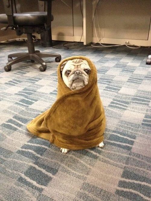 7 Pics Of A Pug Dressed As An Ewok That You Think Are Cute Because You ...